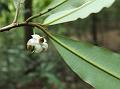 Few-Flowered Coralberry